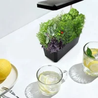 Indoor plants low light (3)